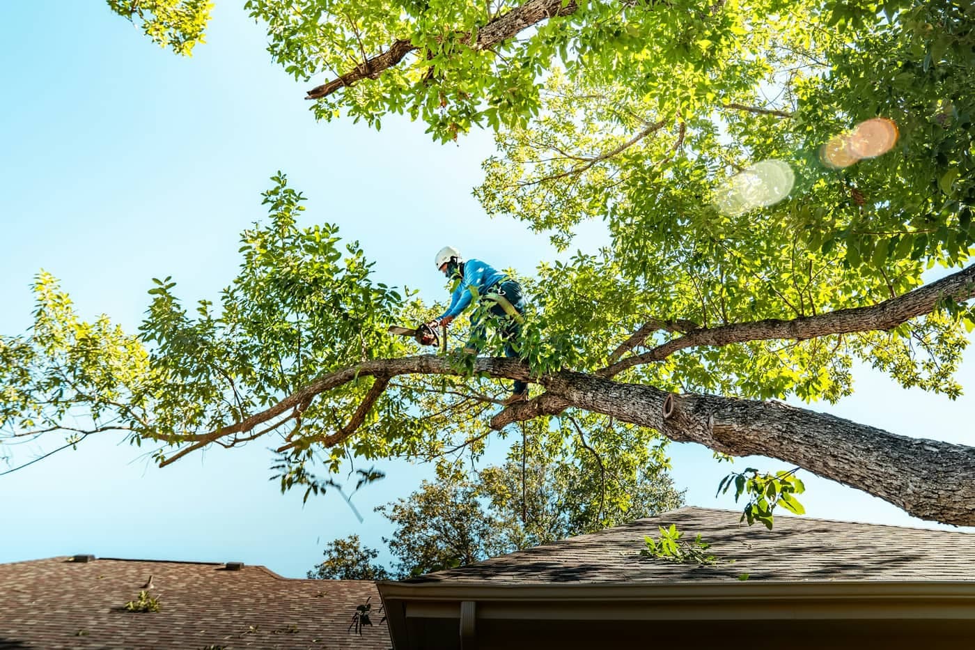 Monterey Bay Stump Grinding and Removal